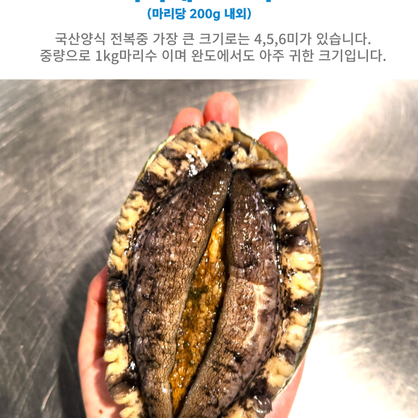 [완도 활 전복] 20-23미 1kg (소) 전복찜,구이, 찌게용