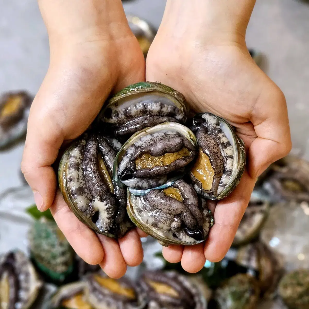 [완도 활 전복] 30-37미 1kg 꼬마전복 라면, 탕, 찌게용