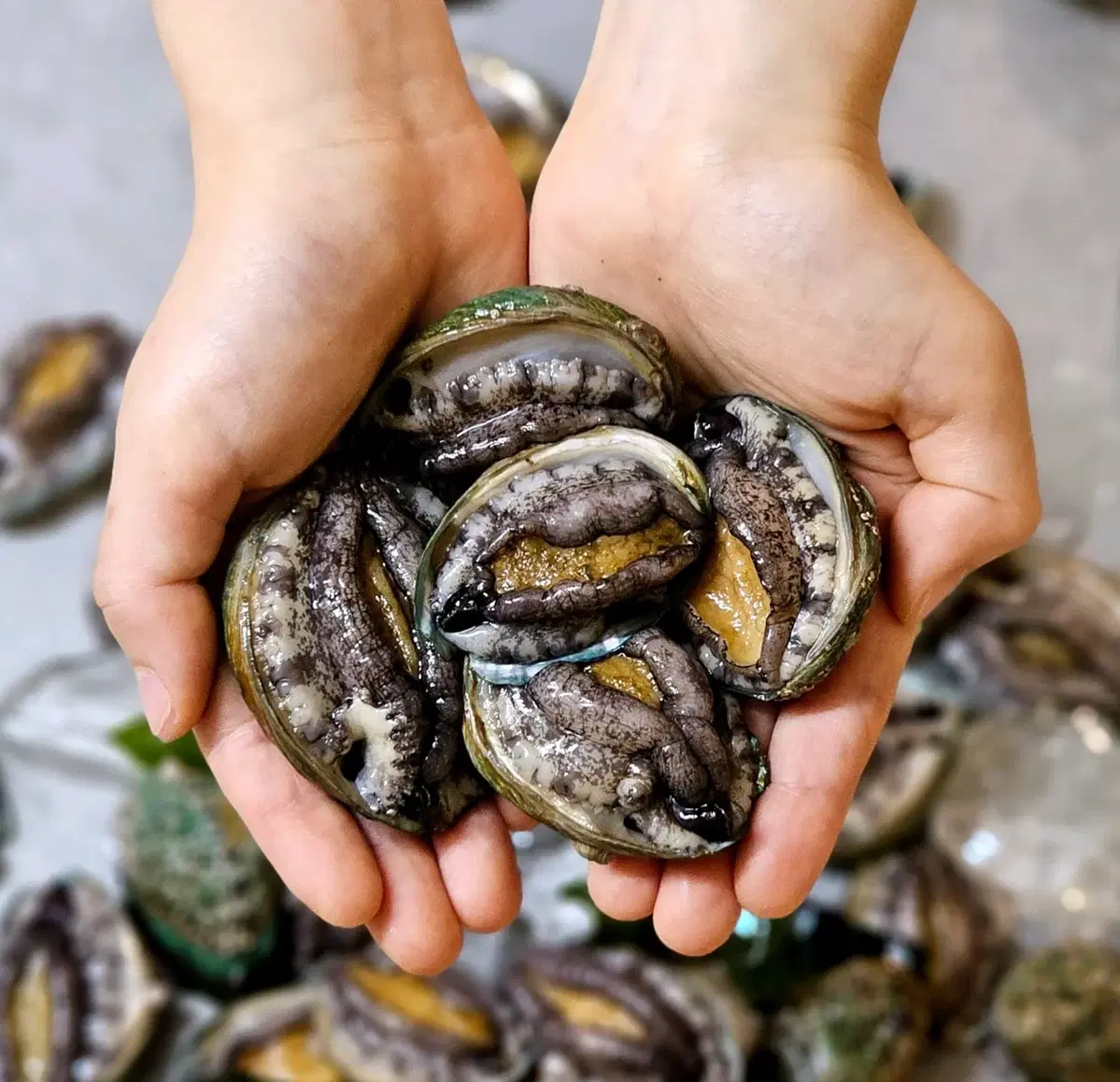 [완도 활 전복] 30-37미 1kg 꼬마전복 라면, 탕, 찌게용