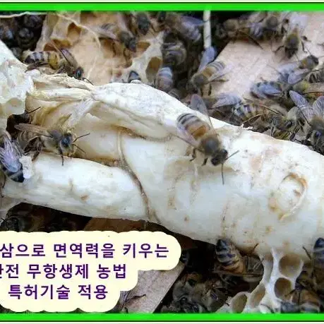 감로꿀 잘익은 자연숙성꿀,천연 감로꿀 저렴하게드려요