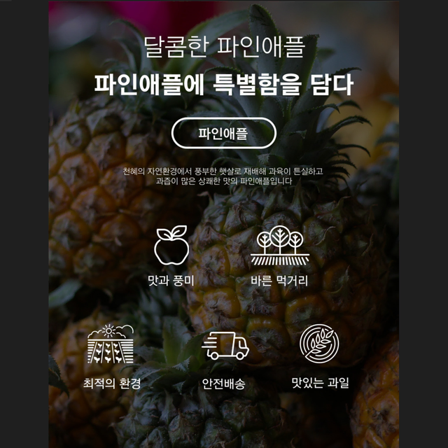 [고군명가] 새콤달콤 필리핀 파인애플 1.2kg내외 10개