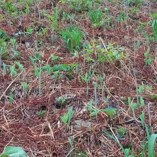 산청 지리산 자연산 산고사리