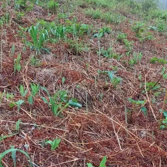 산청 지리산 자연산 산고사리