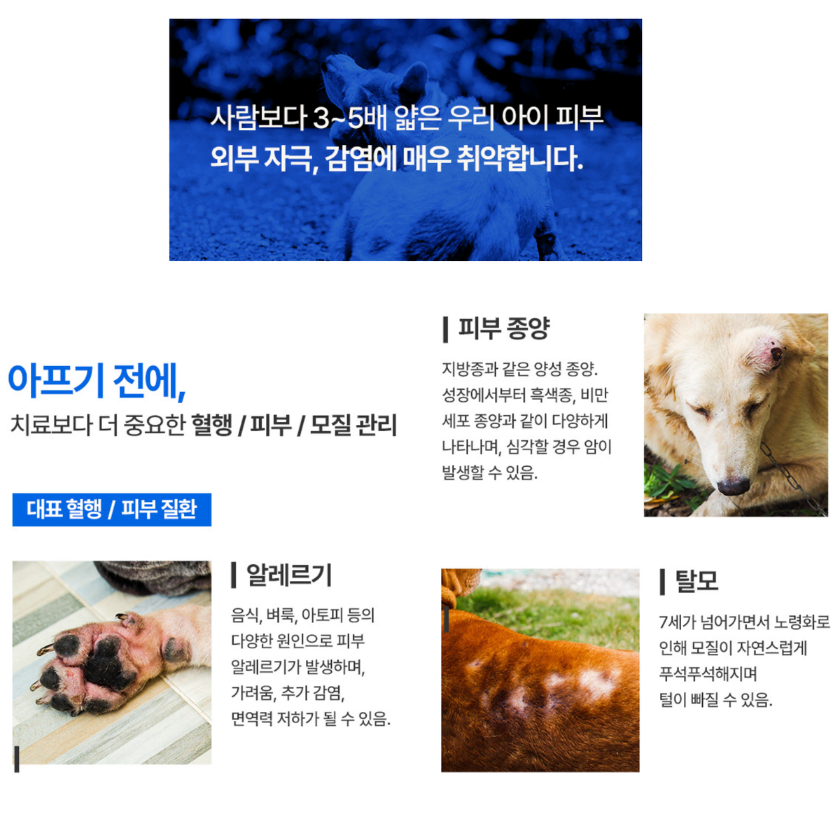 강아지 고양이 오메가3 30개 반려동물 반려용품 영양제