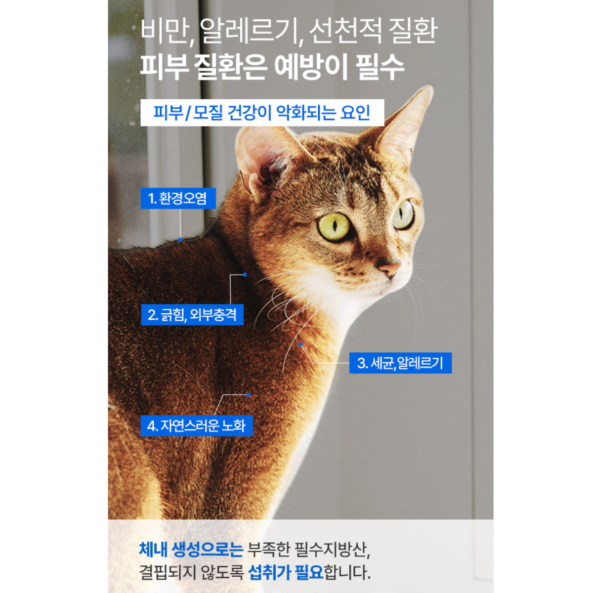 강아지 고양이 오메가3 30개 반려동물 반려용품 영양제