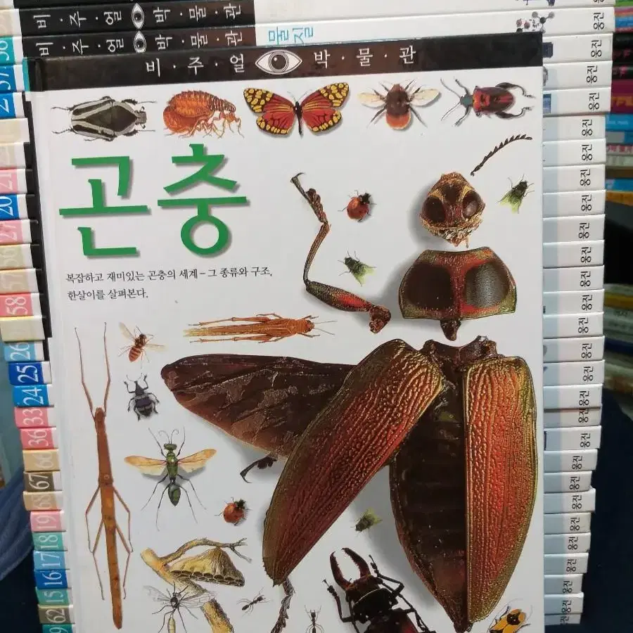 *웅진비주얼박물관 전70권