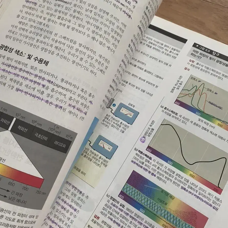 캠벨 생명과학 포커스