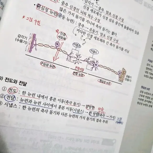 섬개완 백호T 생1 풀세트