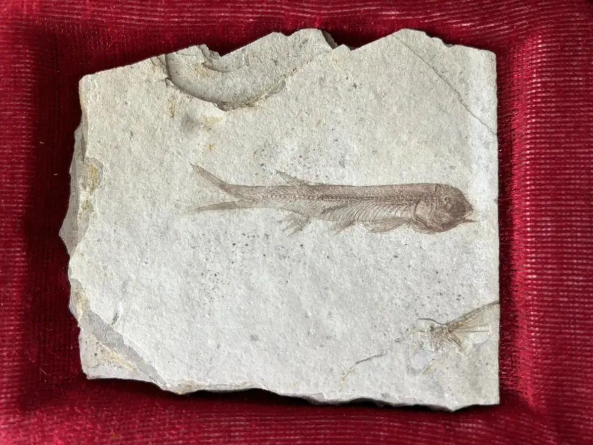 Fish Fossil Fish Fossil 4