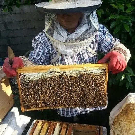 벌분양. 양봉.꿀벌.벌통.분양 판매합니다