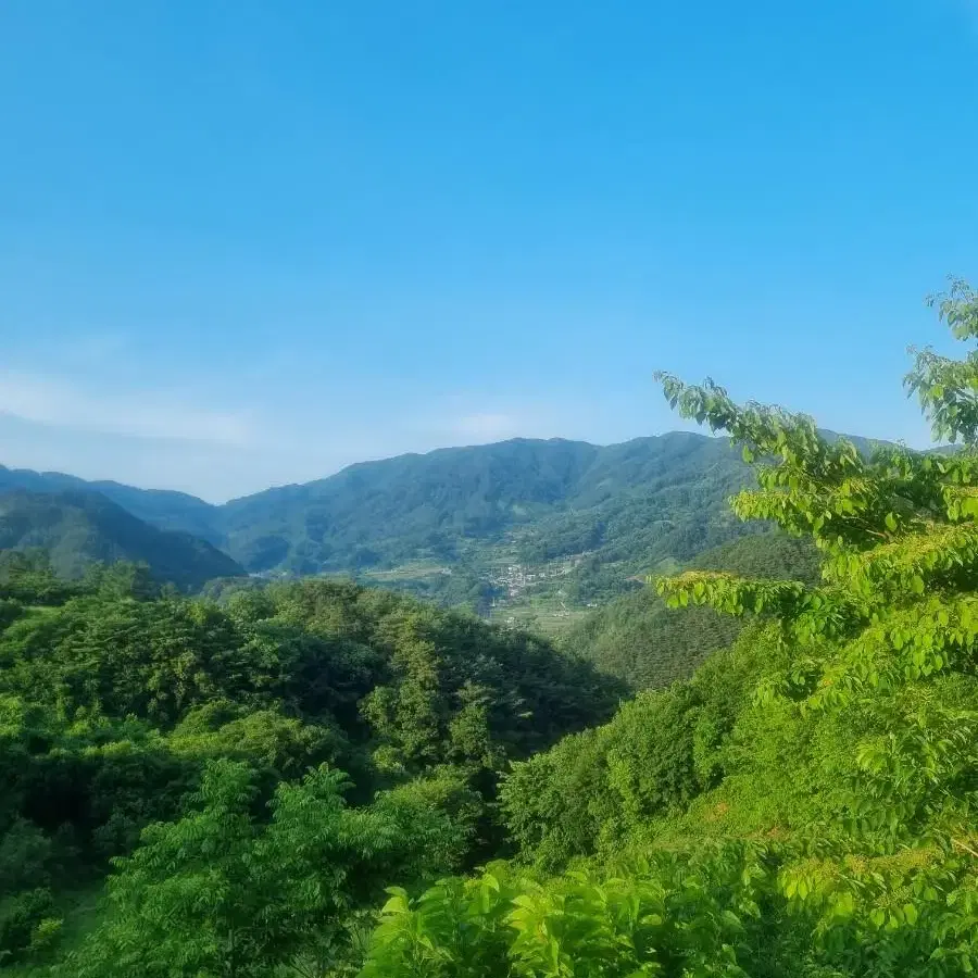 볼란테 핀턱 팬츠 블랙1사이즈 구합니다