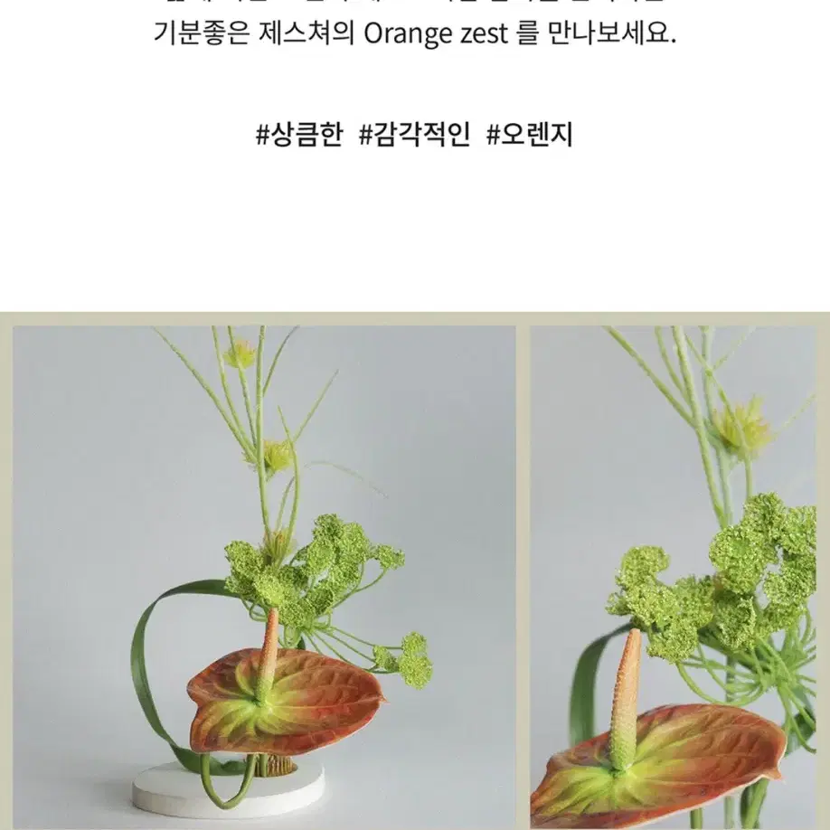 이케바나하우스 Orange Zest