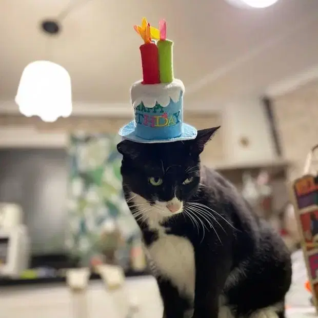 생일 파티 케이크 모자 생일축하 스카프(강아지 고양이)