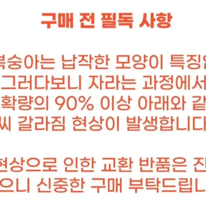 거반도 납작복숭아