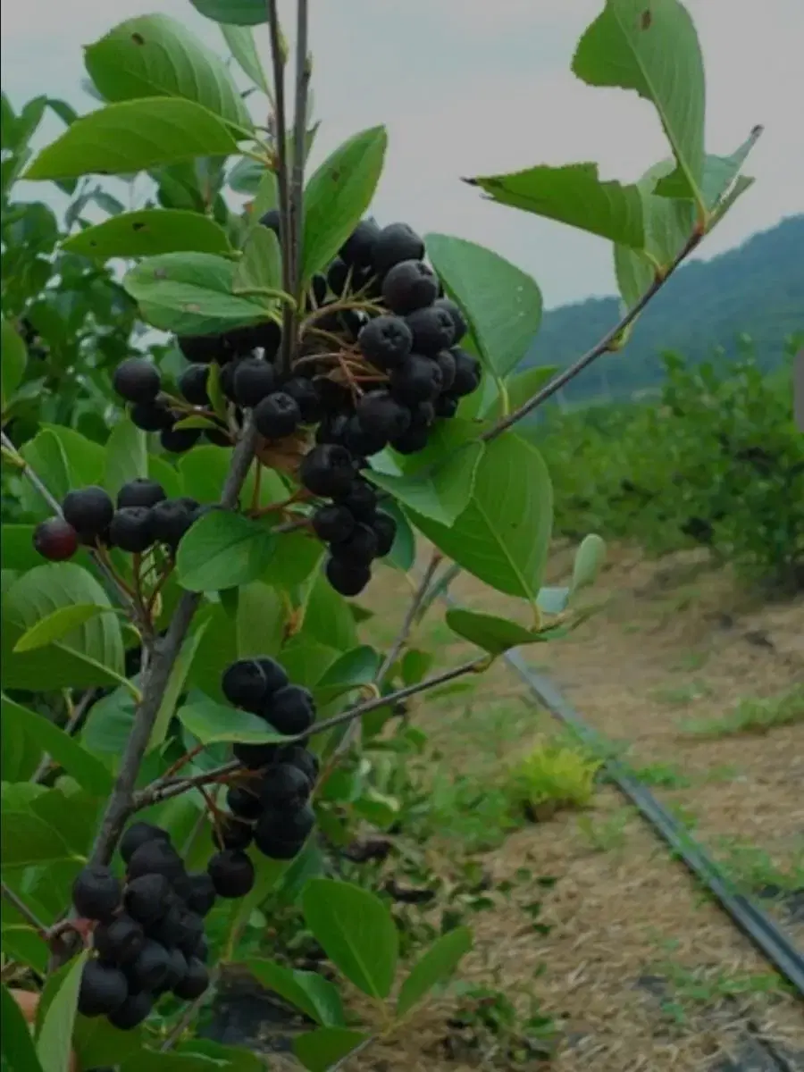 블랙 초코베리, 아로니아