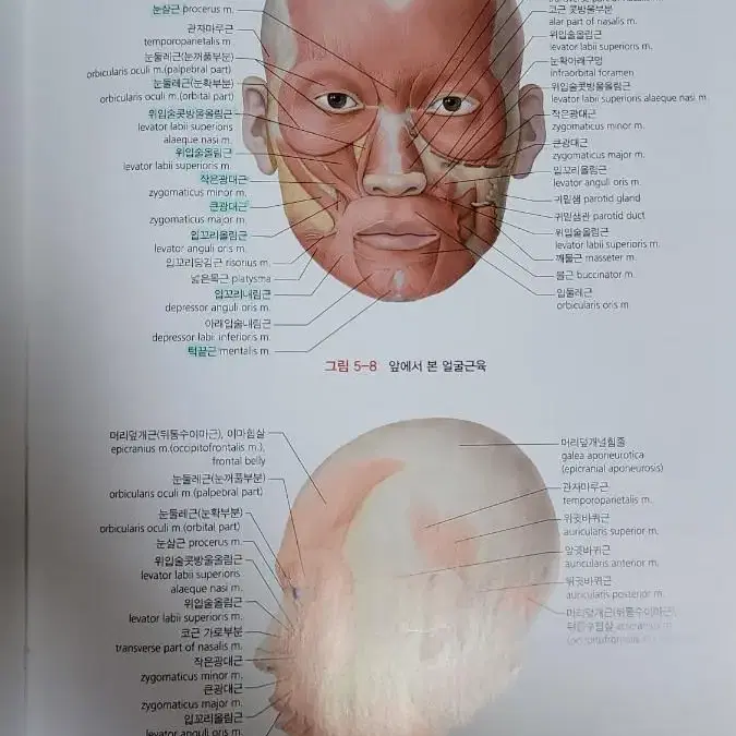 간호학과 전공서적 (정신/여성/아동/노인/기본간호학, 해부학, 약리학)