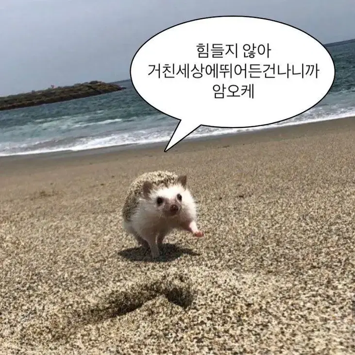 방탄지민포카