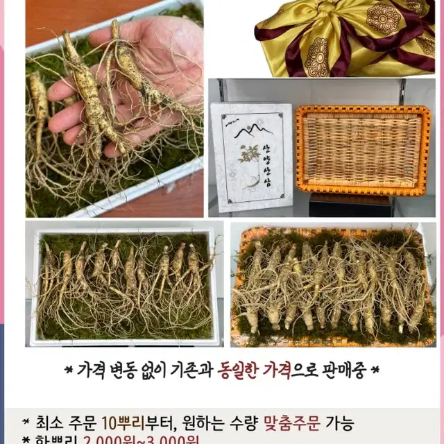 장뇌삼40뿌리선물포장