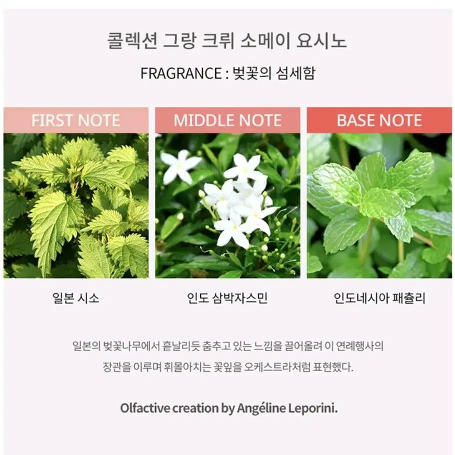 베르두 펑라이&소메이요시노 10ml 일괄