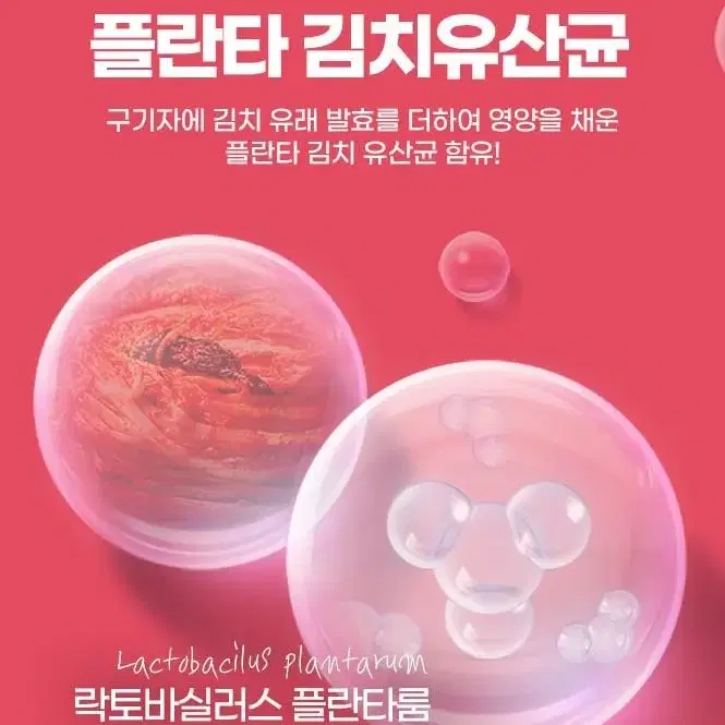 구기자차 100포 대용량