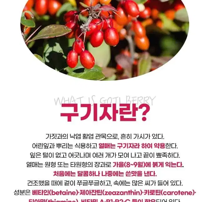 구기자차 100포 대용량