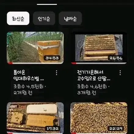 100~120마리 금샘 봉침 봉침벌 양봉침 꿀벌