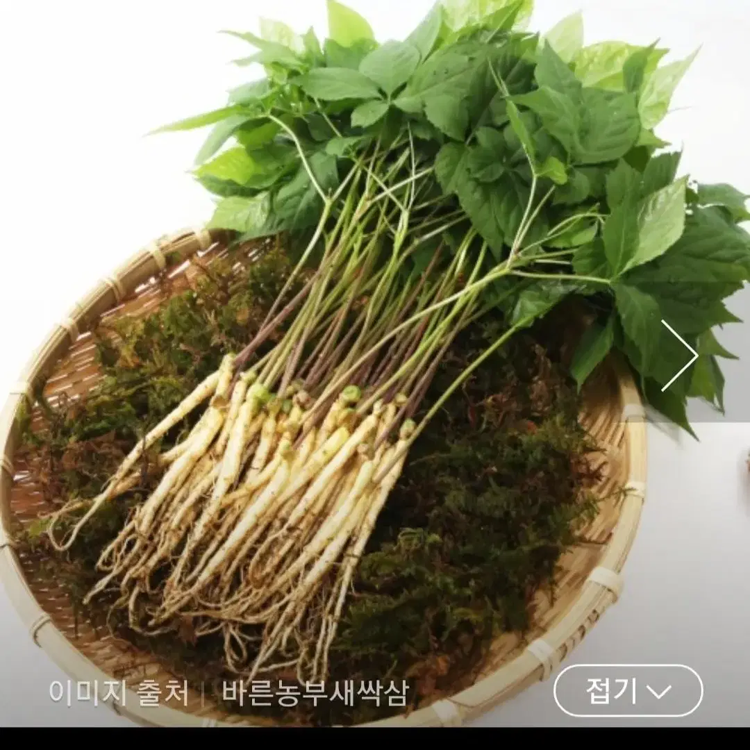 무료배송/새싹인삼  100뿌리 /추석선물