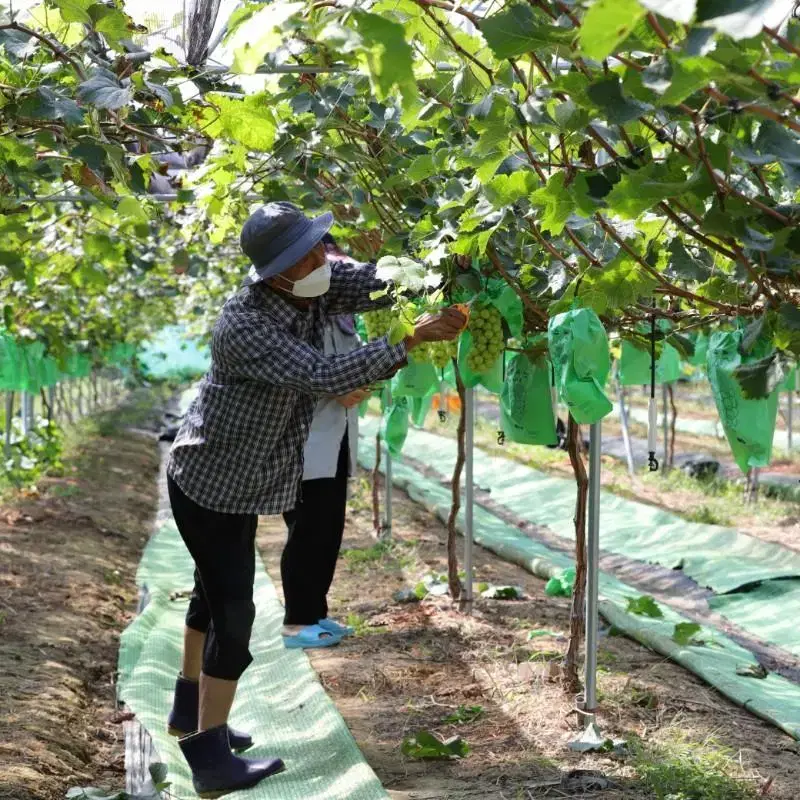 2023년 샤인머스켓 산지직송 직거래