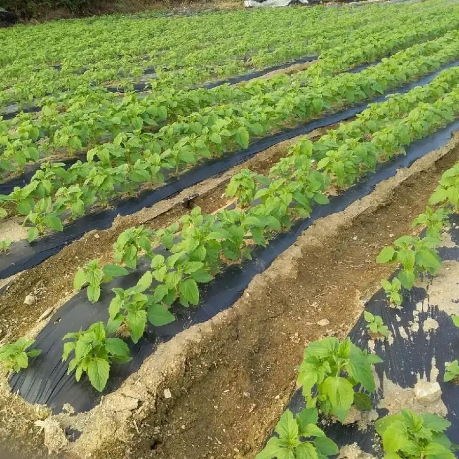 23년 참깨 1kg 생참깨 국산참깨