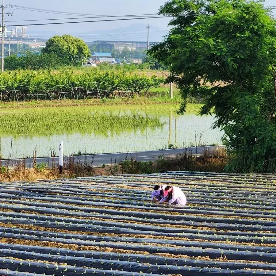 23년 참깨 1kg 생참깨 국산참깨