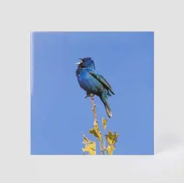 윤지영 블루버드 blue bird lp 미개봉 새상품 판매