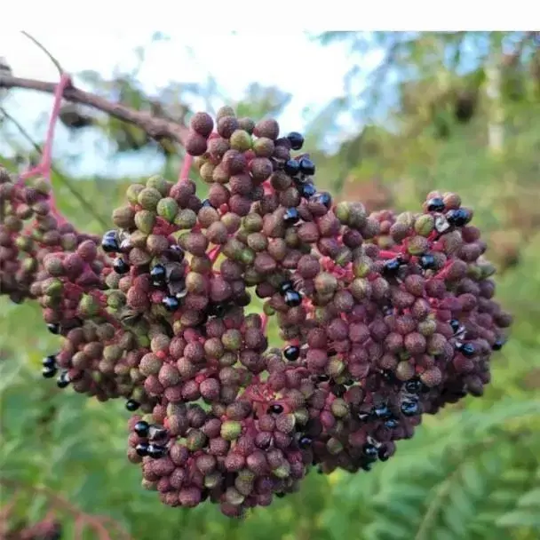 야생산초기름