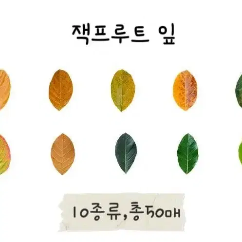 낙엽 모양 마스킹 테이프 50매(롤)_은행잎/잭프루트 잎