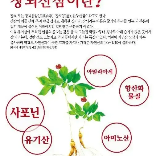 장뇌산삼 기력정 1.000g