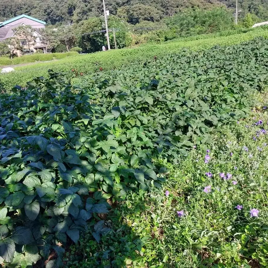 국산결명자