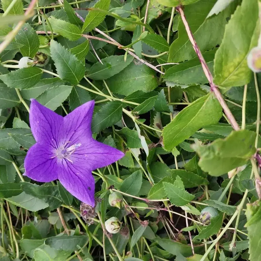 국산결명자