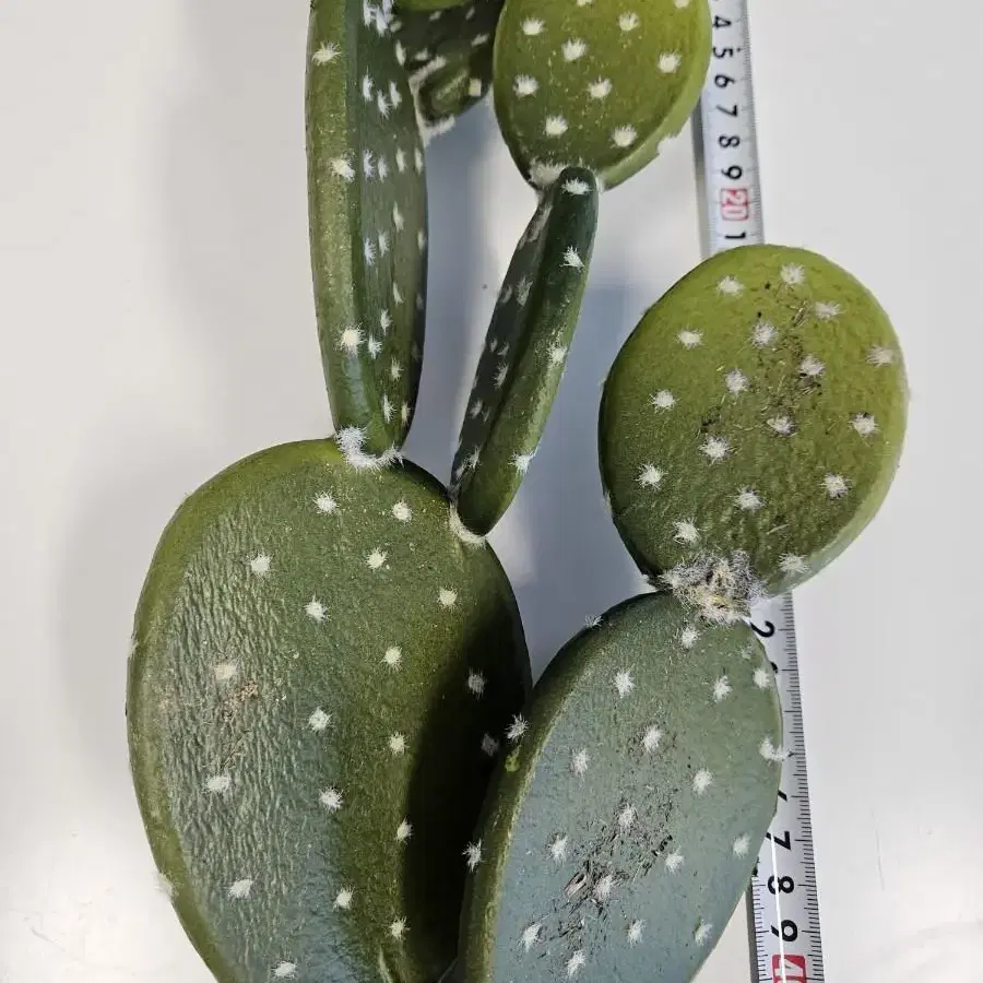 길이 60cm 선인장 조화