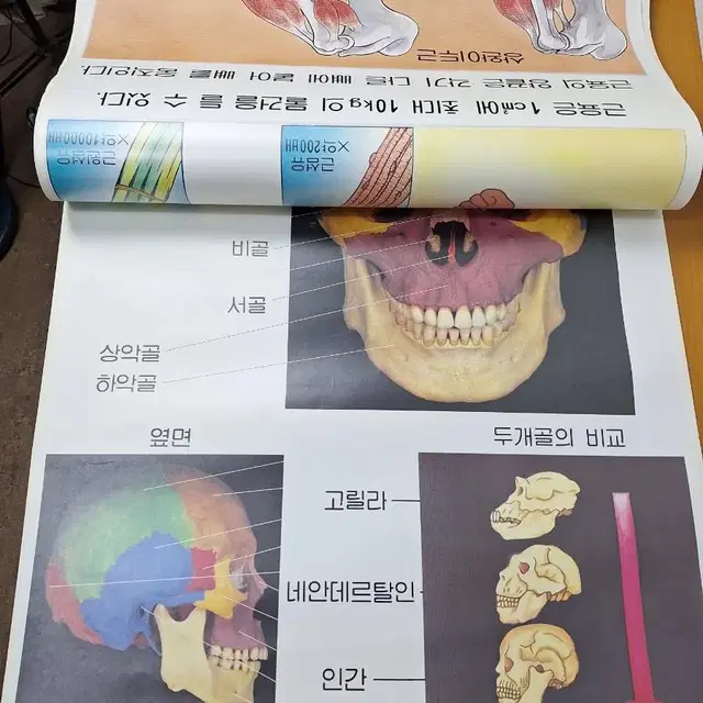 근대사 수집 국민학교 학습 교육 자료