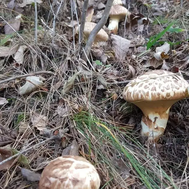 국내산 산지직송 송이 팔아요