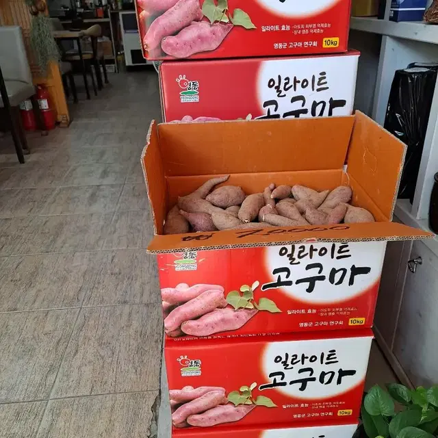 일라이트고구마