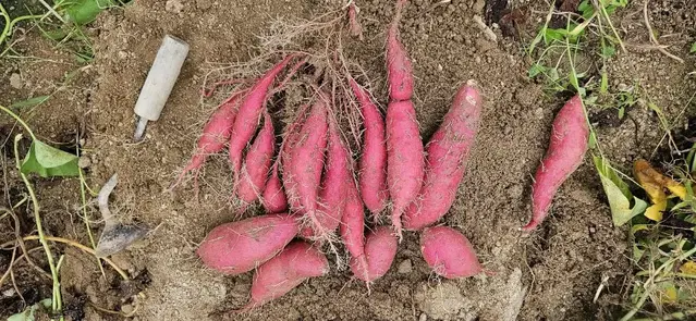 꿀고구마 밤.호박 팔아요