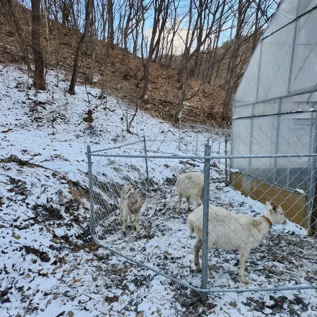 염소울타리, 멧돼지,고라니방지 울타리 휀스