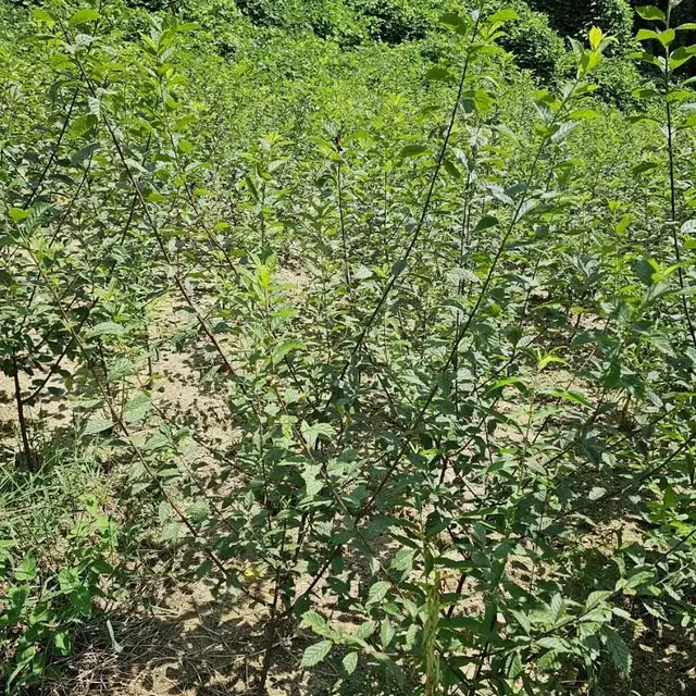 유실수 조경수 묘목판매합니다.