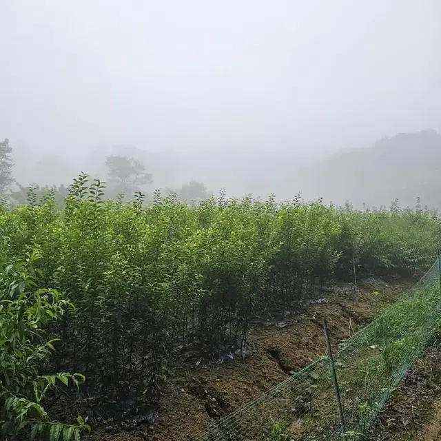 유실수 조경수 묘목판매합니다.