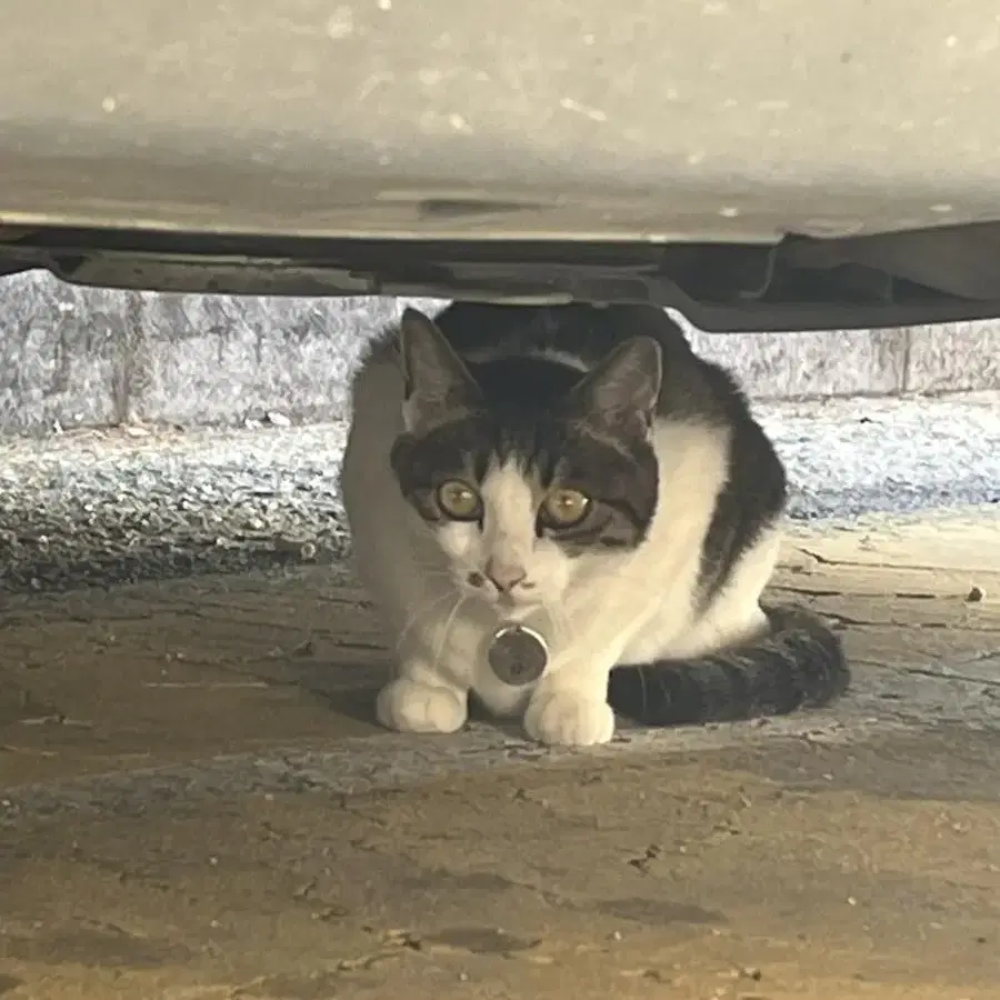 태릉고 주변 고양이 돌아다녀요