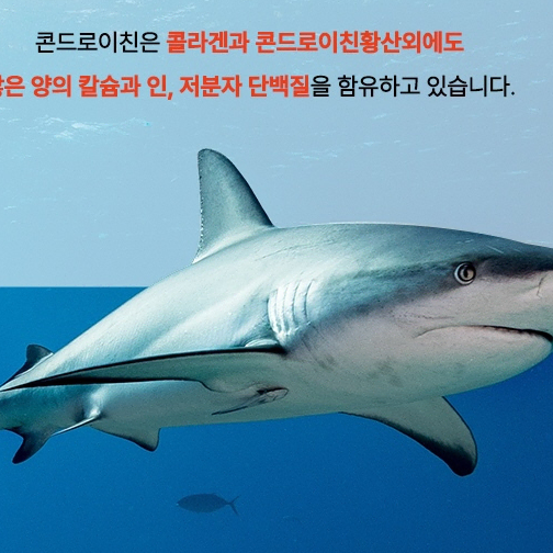 김오곤 콘드로이친 철갑상어 관절 상어연골 관절영양제 콘드로이드(새상품)