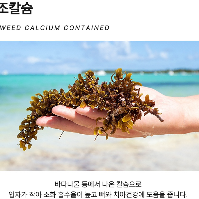 김오곤 콘드로이친 철갑상어 관절 상어연골 관절영양제 콘드로이드(새상품)