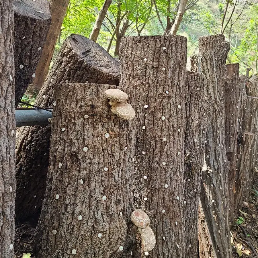 직접 키운 노지 야생 재배 표고버섯 1키로