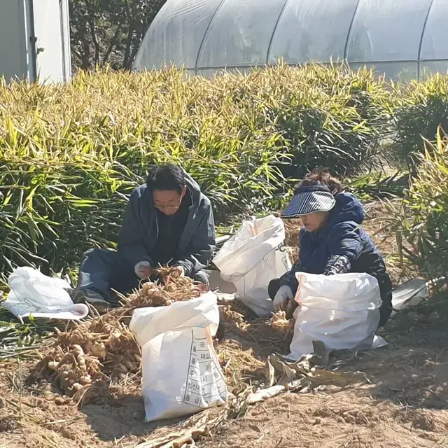 23년 국산 경북영주 햇생강(직접재배/수확/판매)