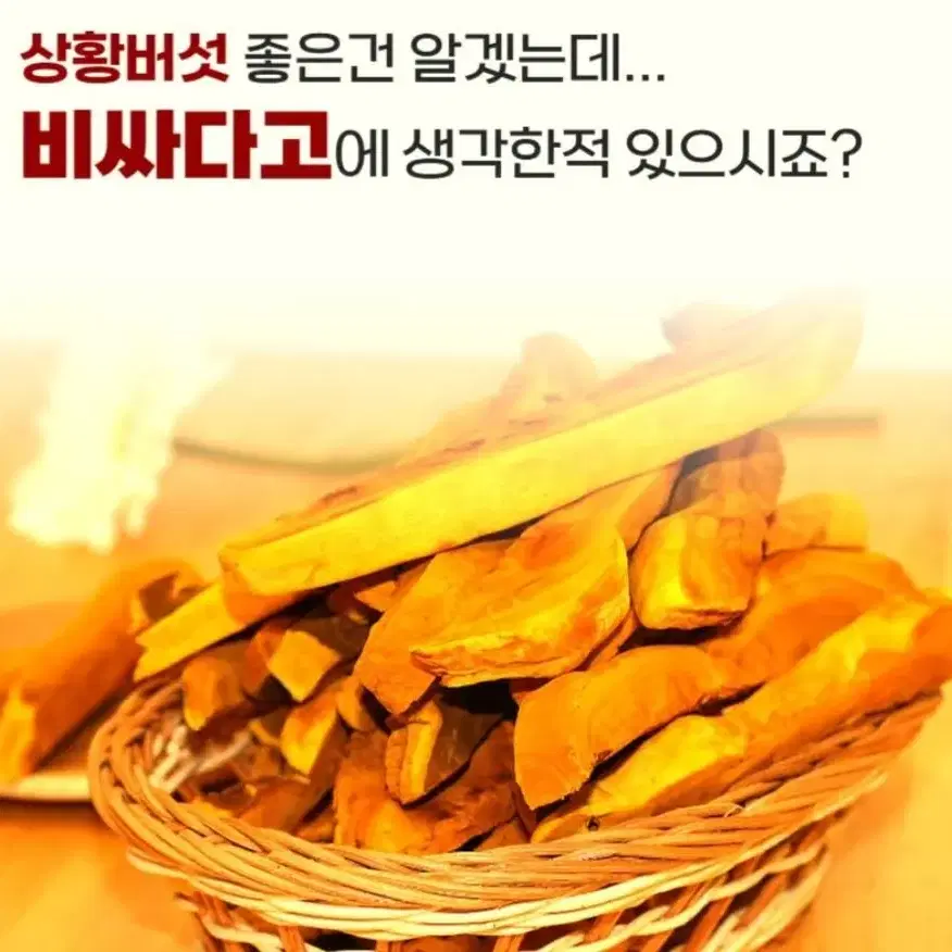 상황버섯